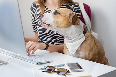 dog in front of computer