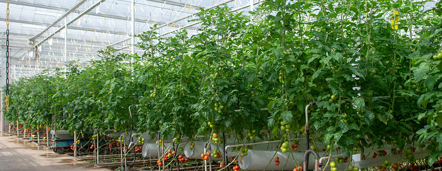 indoor tomato farm hvac